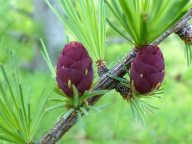 larch pine cone