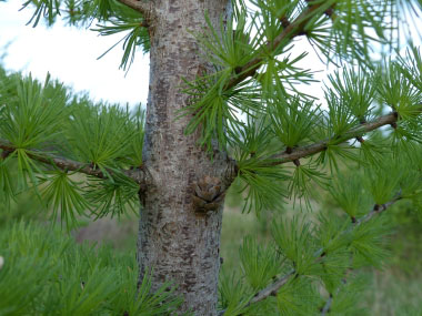 tamarack bark