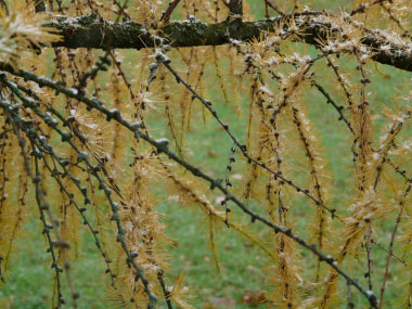 tamarack branches