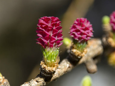 tamarack flower