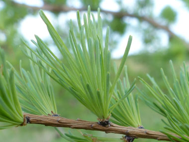 tamarack needles