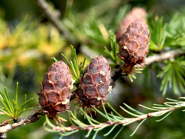 tamarack pine cones