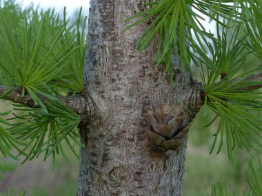 tamarack tree trunk