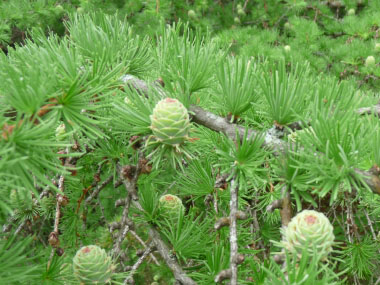 young pine cones