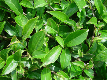 tea plant leaves