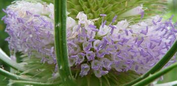 teasel flower close up