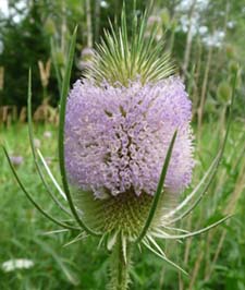 teasel flower