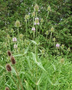 teasel plant 2