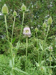 teasel plant