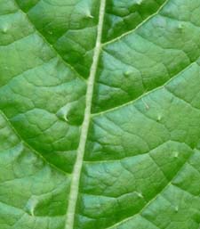 teasel spike