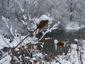 winter teasel seed heads