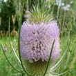 Teasel