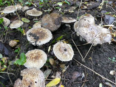 Agaricus augustus