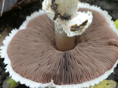 prince mushroom gills