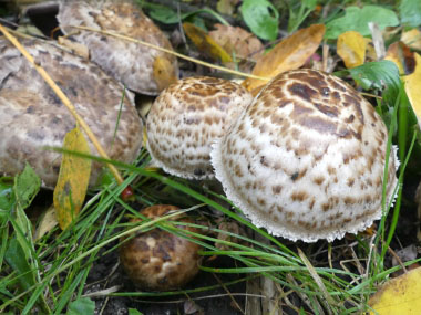 the prince mushrooms