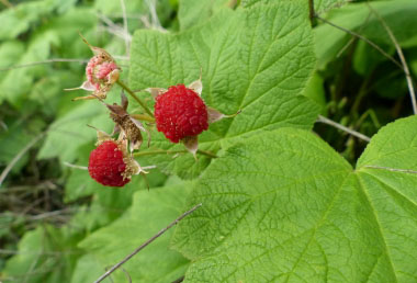 rubus parviflorus berries