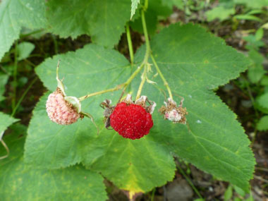 rubus parviflorus