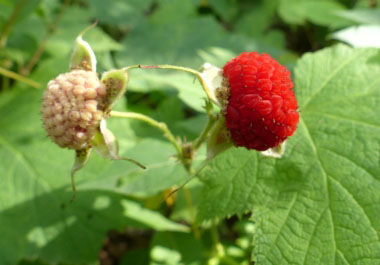 thimbleberries