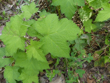 thimbleberry bush