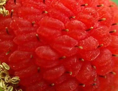 thimbleberry closeup