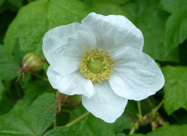thimbleberry flower