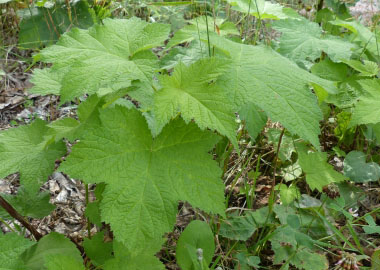 thimbleberry leaves