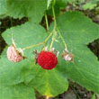 Thimbleberry