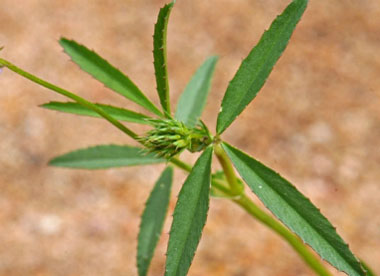 Tomcat flower leaves