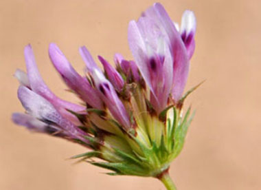 Trifolium willdenovii