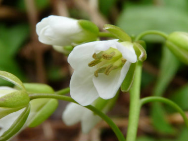 toothwort flower 2