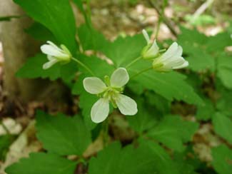 toothwort flower