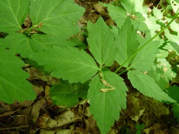 toothwort leaves