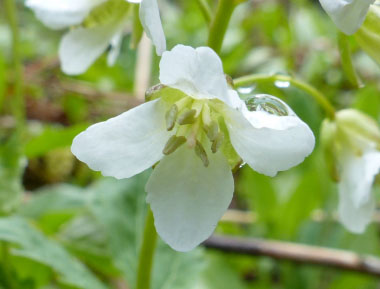 toothwort picture 2