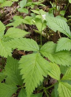 toothwort plant