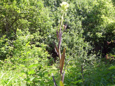 tower cress plant