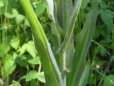 tower mustard clasping leaves