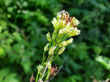 tower mustard flowers