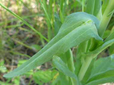 tower mustard leaf