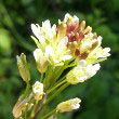 Tower Mustard