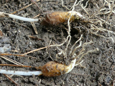 trout lily bulbs