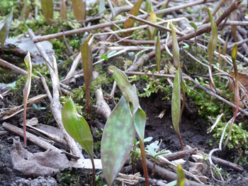 trout lily plant