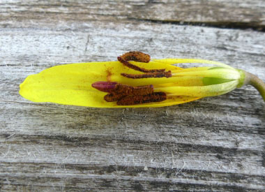 trout lily stamens