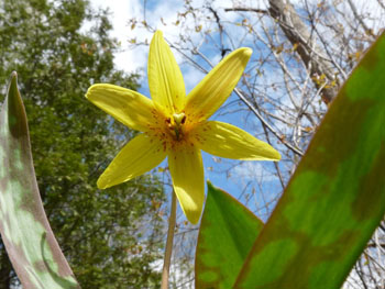 trout lily