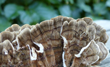 trametes versicolor