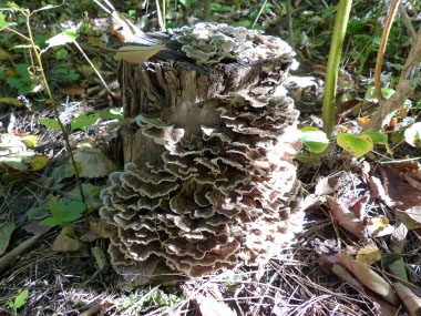 turkey tail fungi