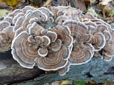 turkey tail mushroom