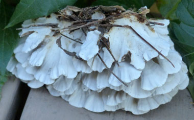 turkey tail underside