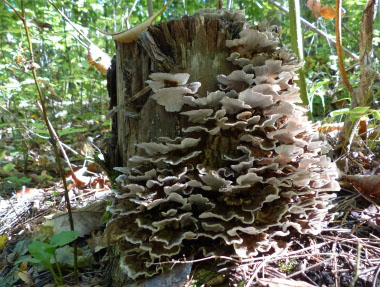 turkey tails