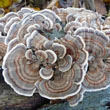 Turkey Tail