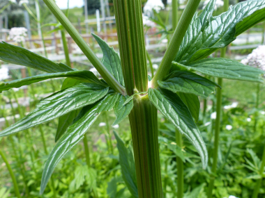 valerian stem